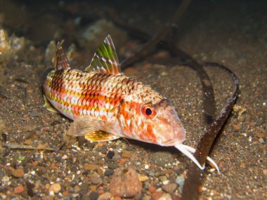 Yunanistan, Santorini 'den kırmızı kefal