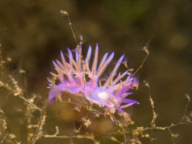 Flabellina portakal suyu ile ziyafet çekiyor.