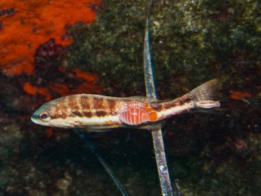 Parazit izopod, süslü bir grasse 'de sıkıntıya neden oluyor.