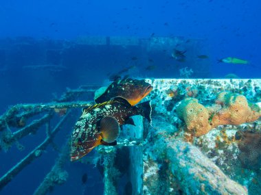 Akdeniz 'den etkileyici orfoz balığı.