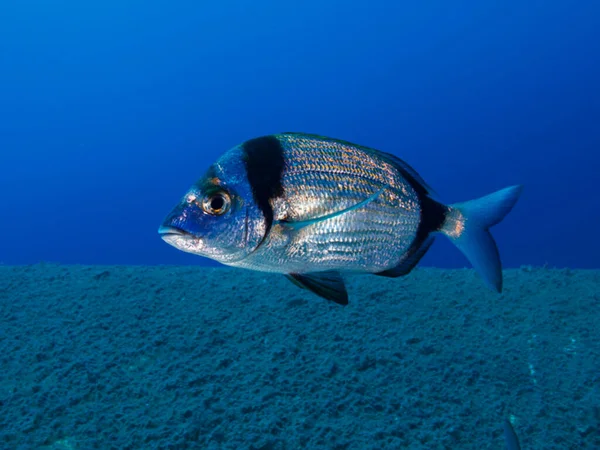 Two-banded sea bream from the Mediterranean Sea
