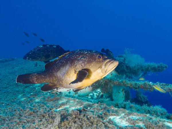 地中海からの印象的なグルーパー魚 — ストック写真