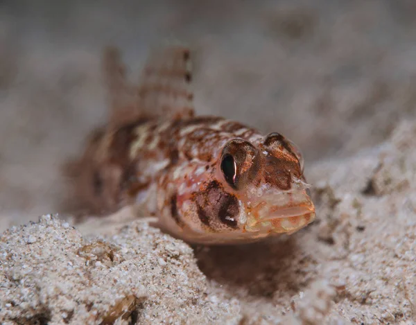 stock image Goby from Cyprus, Mediterranean Sea