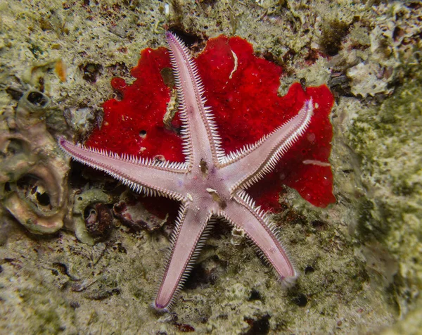 Pink starfish and a red sea sponge