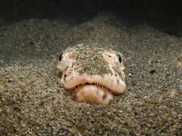 Akdeniz 'den daha büyük dokumacı