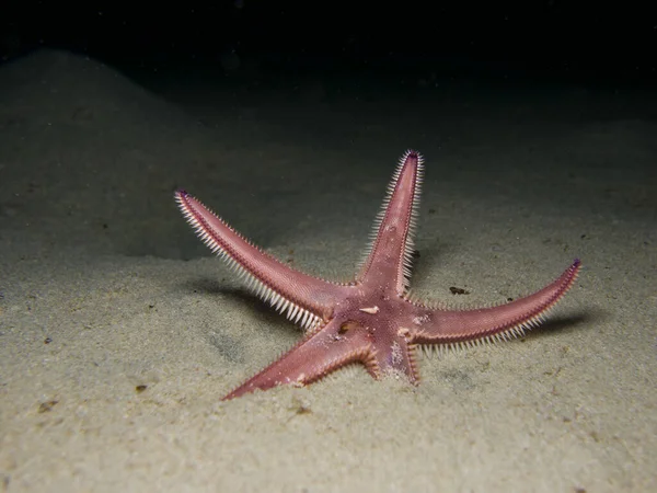 Starfish Emerging Sandy Seafloor — Stock Photo, Image