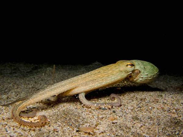 来自地中海的令人惊讶的聪明的章鱼 — 图库照片
