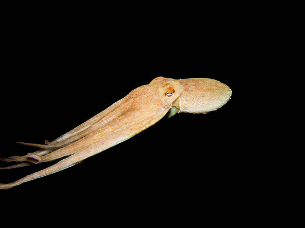 Удивительно умный осьминог из Средиземного моря