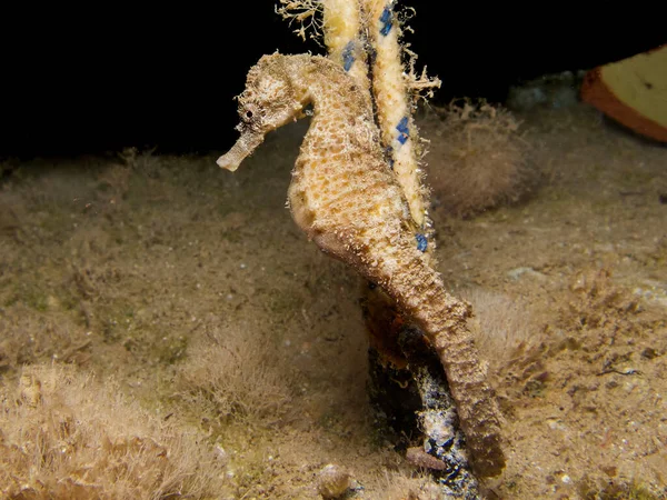 Морський Кінь Прикріплений Мотузки Під Водою — стокове фото