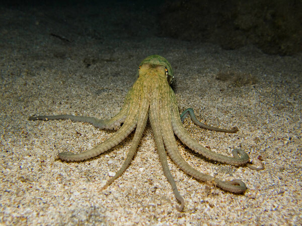 Удивительно умный осьминог из Средиземного моря