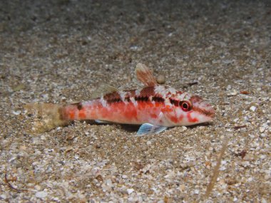 Akdeniz 'de Uzaylı Kızıldeniz keçi balığı