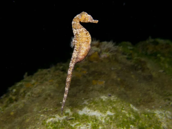 Золотий Морський Коник Плаває Вночі — стокове фото