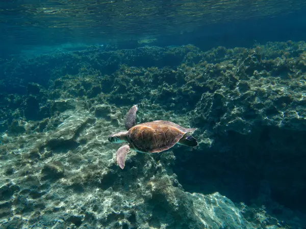 A beautiful sea turtle in the Mediterranean Sea
