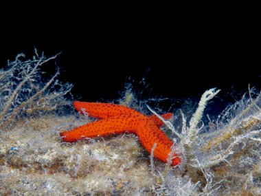 Akdeniz 'den güzel denizyıldızları 