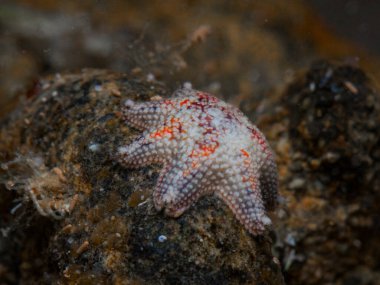 Akdeniz 'den güzel denizyıldızları 