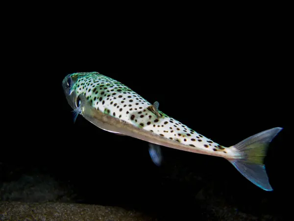 Lagocephalus sceleratus from Cyprus