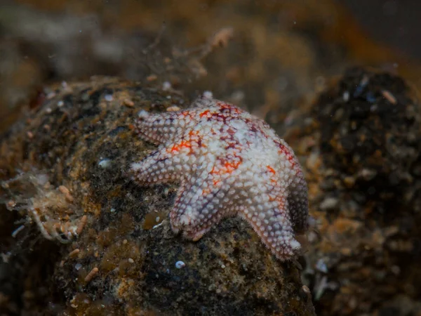 Akdeniz 'den güzel denizyıldızları 