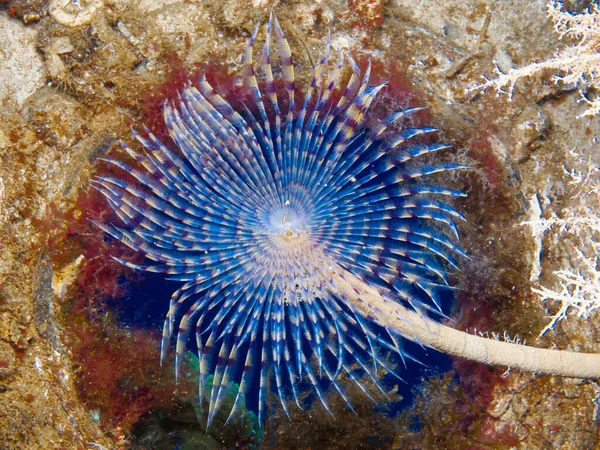 Kıbrıs, Akdeniz 'den Sabella pavonina