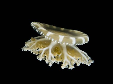 Uzaylı uzay gemisi Akdeniz 'de suyun altında