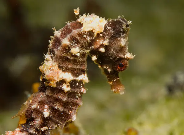 stock image Graceful seahorse from the Mediterranean Sea