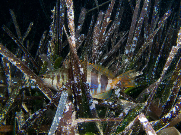 Окунь прячется в морской траве