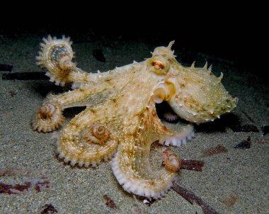                                Ahtapot kumlu deniz tabanında yürüyor