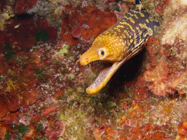 Fangtooth Müren balığı Santorini 'den