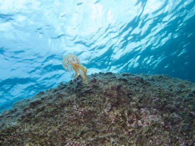 Denizanası Pelagia noctiluca deniz yüzeyine doğru yüzüyor.