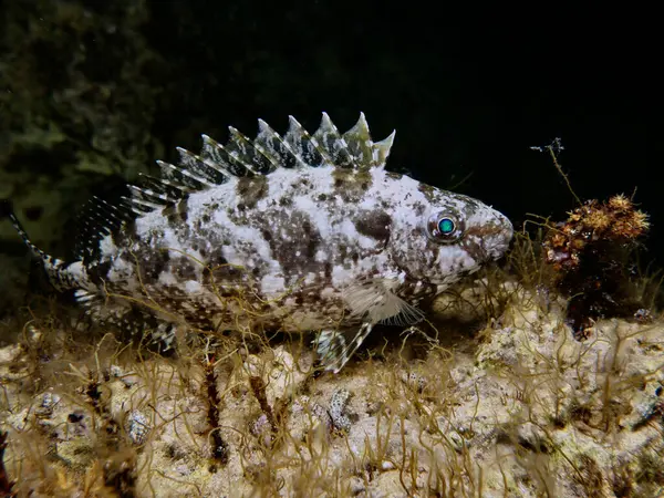 Kıbrıslı mermer spinefoot