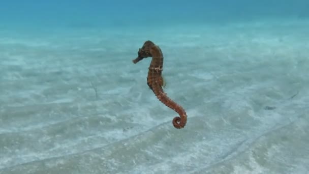 Cute Konik Morski Pływanie Łaskawie Morzu Śródziemnym — Wideo stockowe