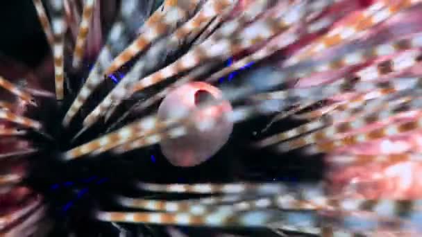 Psychedelic Sea Urchin Cyprus — Stock Video