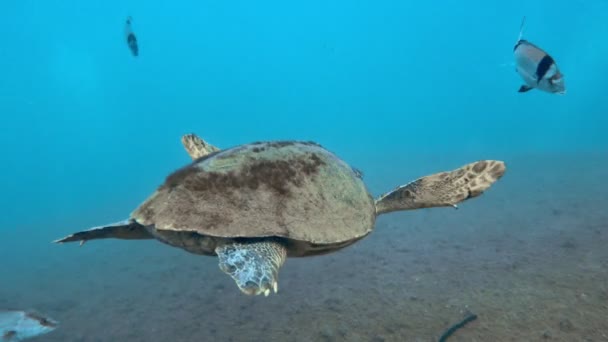 Unechte Karettschildkröte Schwimmt Mittelmeer — Stockvideo