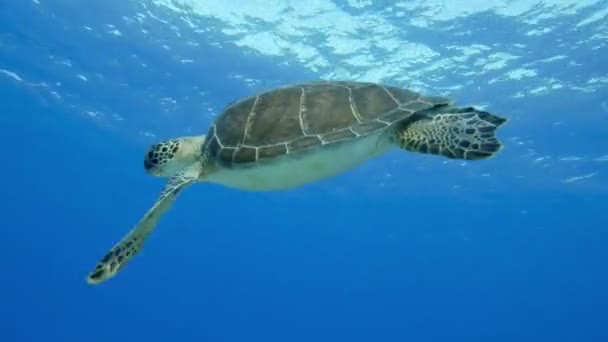 地中海で泳ぐチェロニア ミディアス — ストック動画