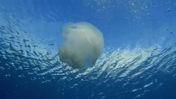 キプロス海のホワイトクラゲ — ストック動画