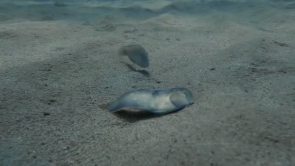 Umírající Perleťová Žiletka Mořském Dně — Stock video
