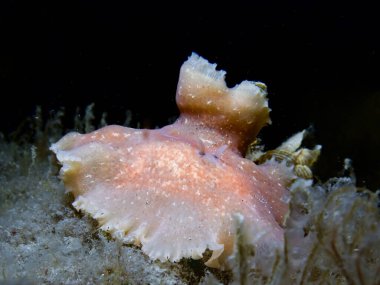 Kıbrıs 'tan deniz solucanı parlanocera spp