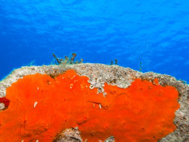 Vivid coloured sea sponge in contrast with the blue sea clipart