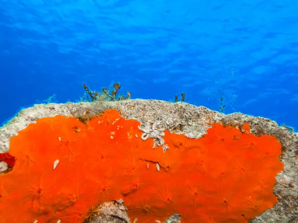 Vivid coloured sea sponge in contrast with the blue sea