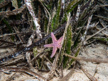 Seagrass arasında mor seastar