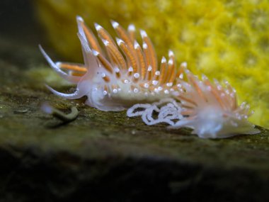 Oslo fiyordundan küçük bir çıplaklık.