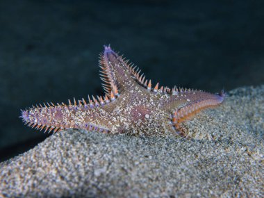 Comb sea star from Ayia Napa, Cyprus clipart