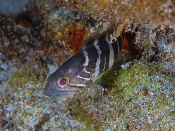 Genç beyaz orfoz - Epinephelus aeneus