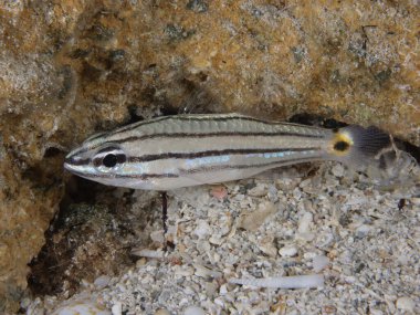 Kıbrıslı iki noktalı kardinal balığı