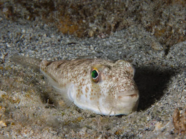 stock image Cute but deadly yellow-spotted puffer fish