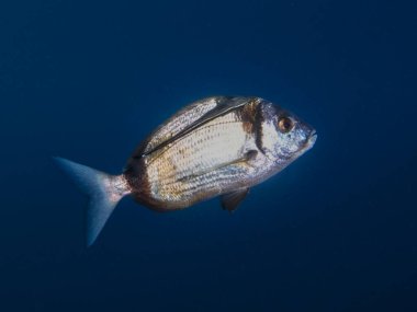 Bir remora, çipura üzerinde bedava yolculuk yapıyor.