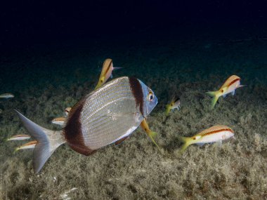Keçi balığıyla çevrili bir çipura.