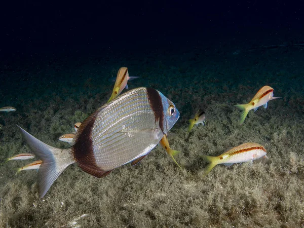Keçi balığıyla çevrili bir çipura.