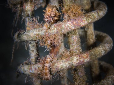 Kıbrıs, Akdeniz 'den güzel bir deniz atı