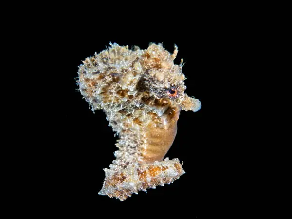 stock image Sea pony from the Eastern Mediterranean 