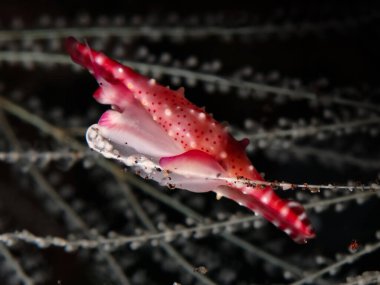                                Bali 'den gelen pembe ipek kovboylar.